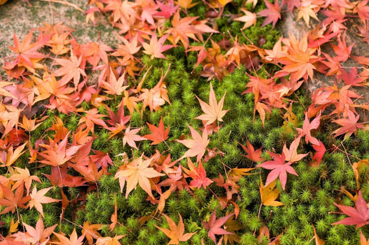 Suimeikan Gero Kültér fotó Autumn leaves